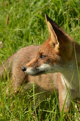 Foto Natura erba animali selvatici selvaggio