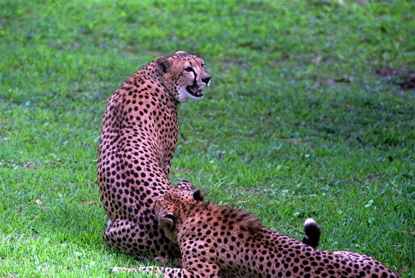 木 ブランチ ゲーム 動物 写真