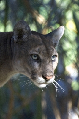 Nature wilderness looking wildlife Photo