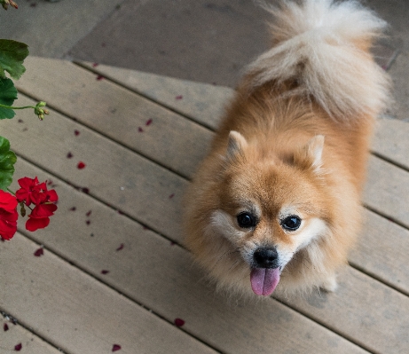 Foto Anak anjing satwa imut-imut