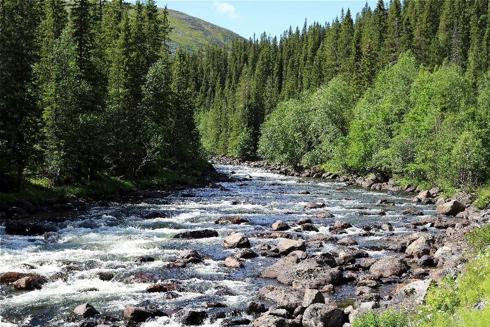 Paesaggio acqua natura foresta