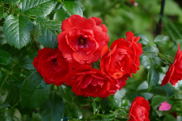 Plant flower petal rose Photo