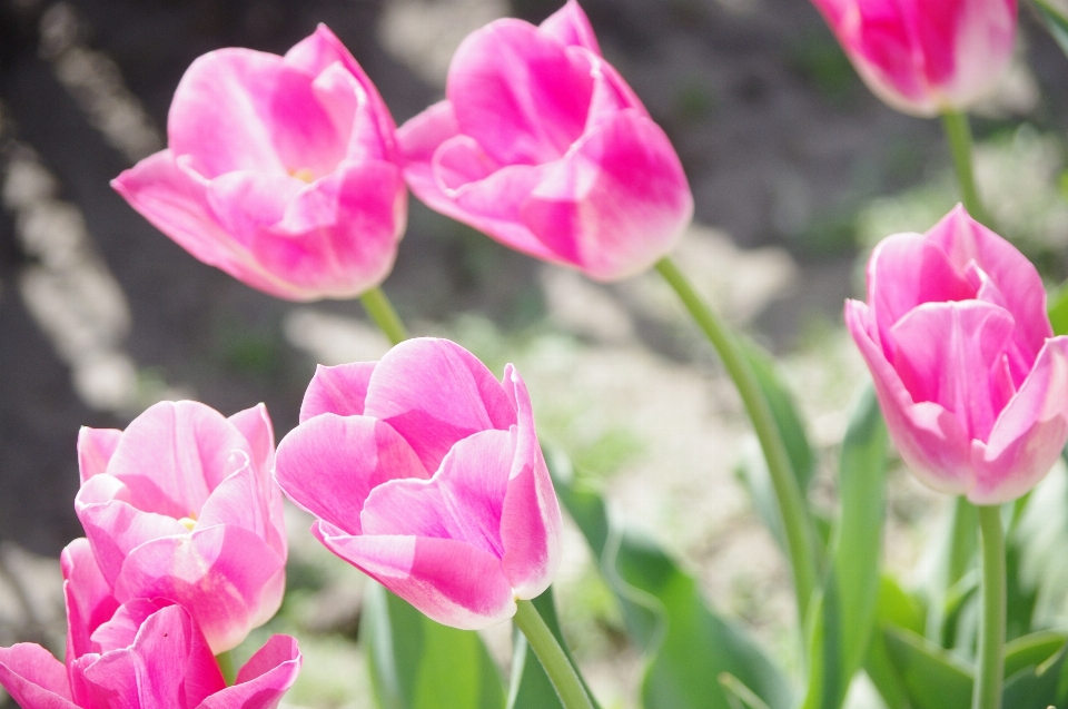 Natur draussen anlage blume