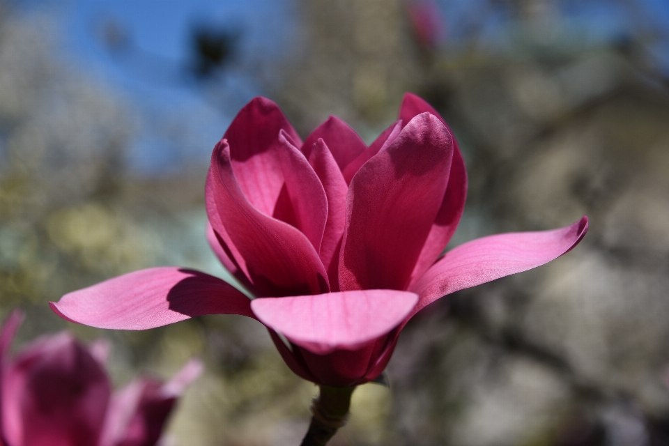 Arbre fleurir usine fleur