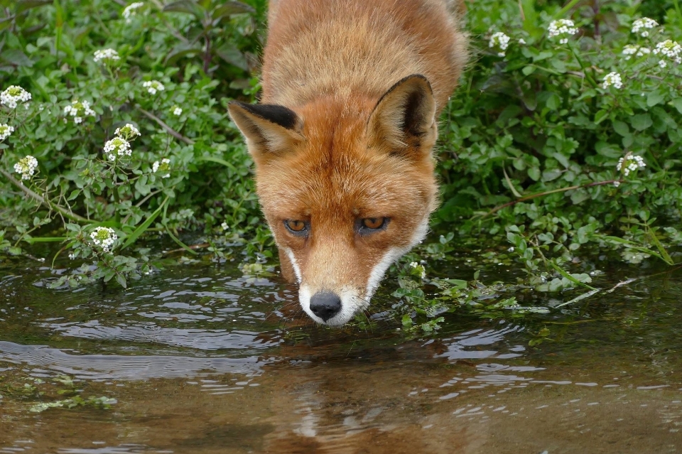 água natureza animais selvagens selvagem