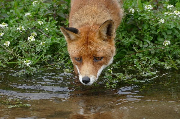 Water nature wildlife wild Photo