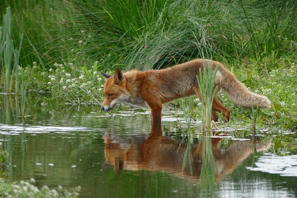 Wasser natur tierwelt wild