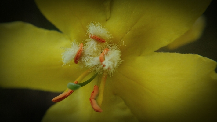 自然 花 植物 写真撮影 写真