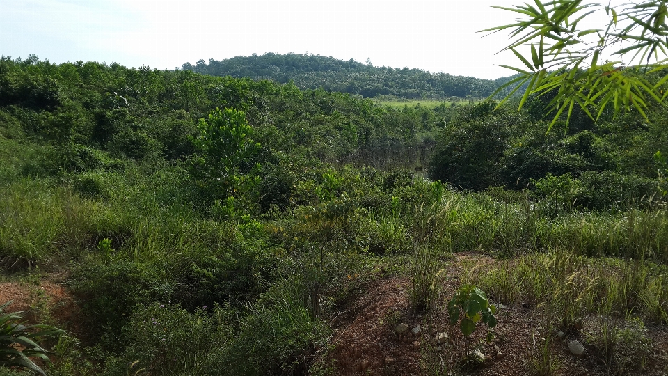 Pohon hutan rumput gurun
