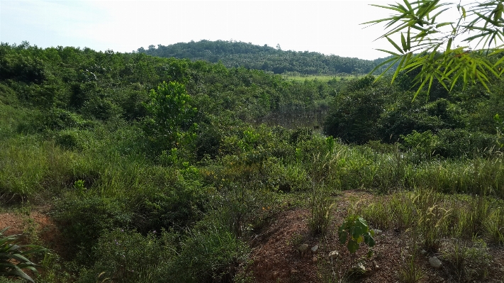 Tree forest grass wilderness Photo