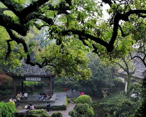 Tree plant flower jungle Photo