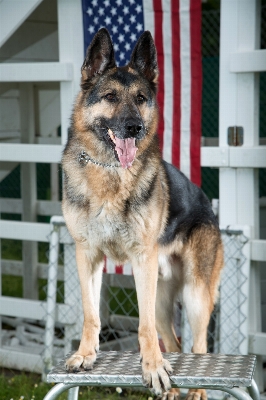 Foto Cane canino
 guardare militare