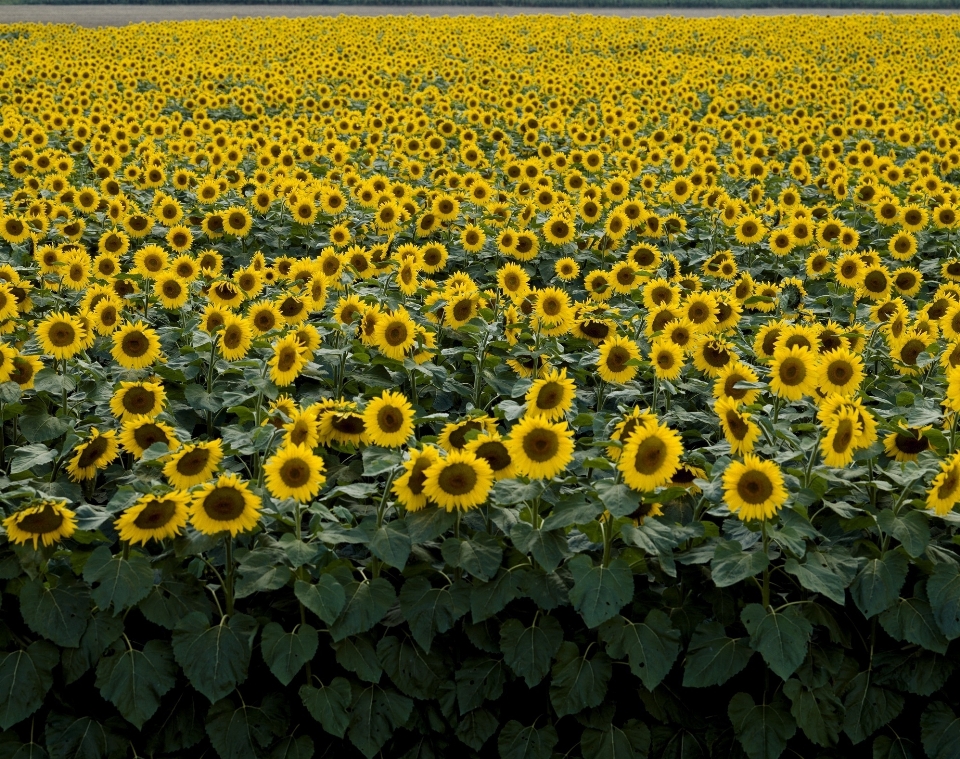 Landschaft blüte anlage feld