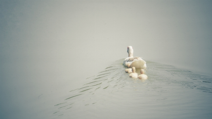 手 自然 砂 鳥 写真