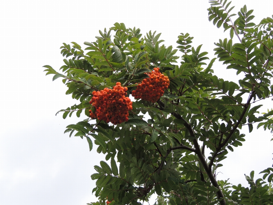 Pohon cabang tanaman buah