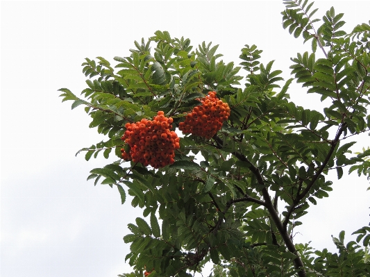 Tree branch plant fruit Photo