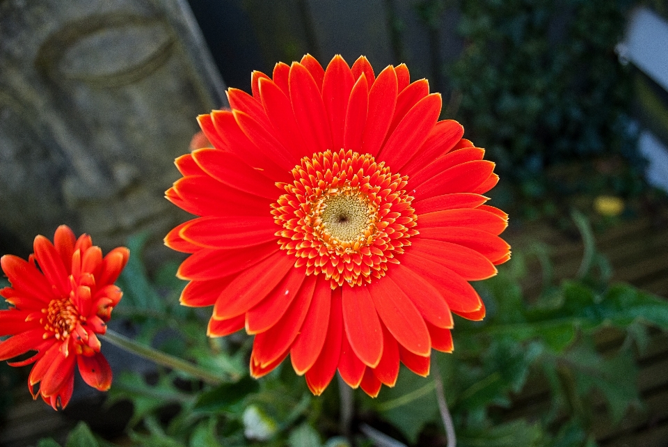 Pianta fiore petalo margherita