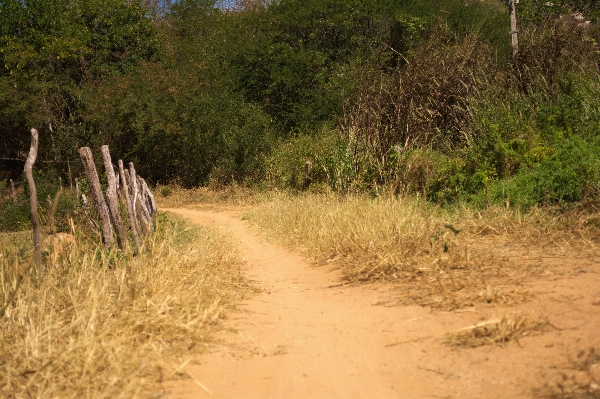 Landscape path grass wilderness Photo