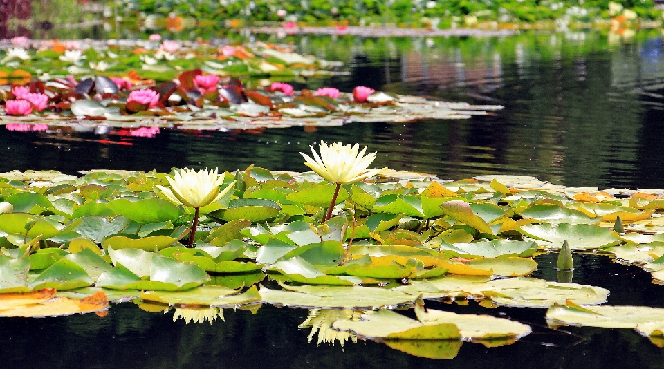 água natureza plantar folha