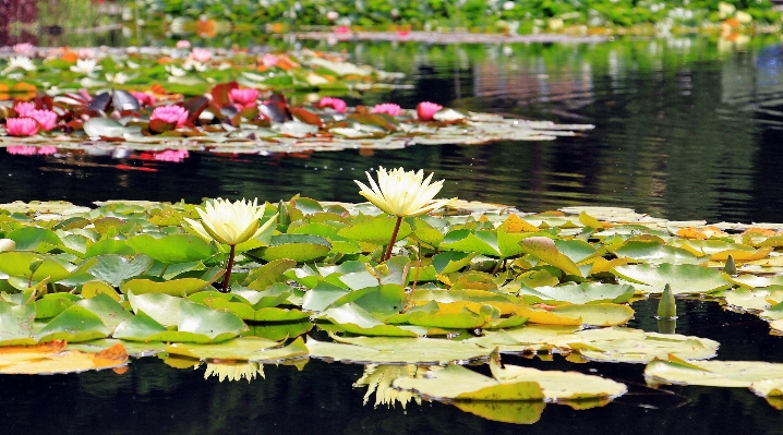 Water nature plant leaf Photo