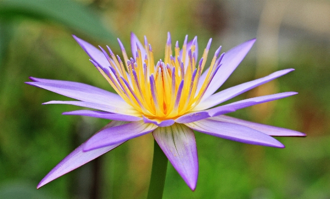 Water nature blossom plant Photo