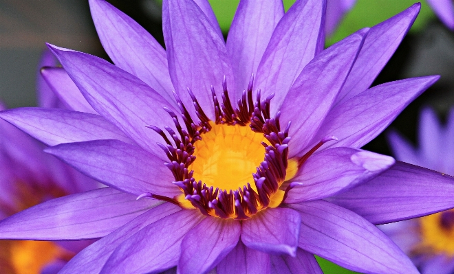 Water nature blossom plant Photo