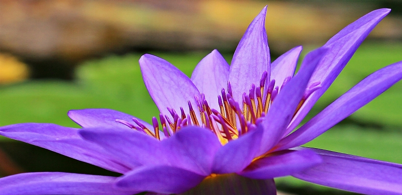 Water nature blossom plant Photo