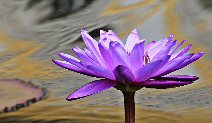 水 自然 开花 植物 照片