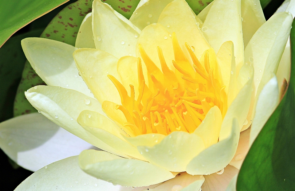 Naturaleza florecer planta flor