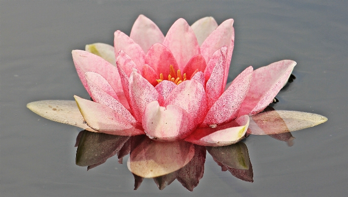 自然 花 植物 葉 写真