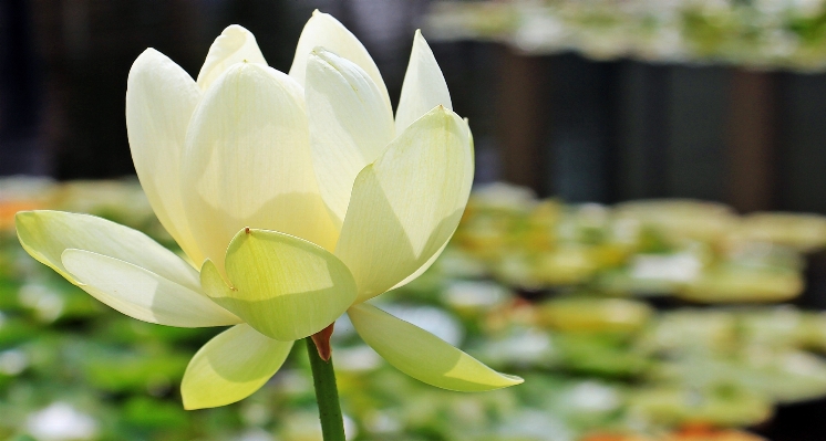 Nature blossom plant flower Photo