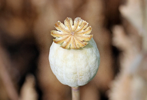 Nature plant photography leaf Photo