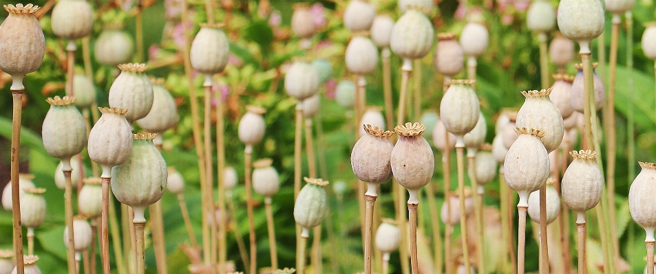 Nature plant field flower Photo