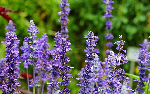 Nature plant meadow flower Photo