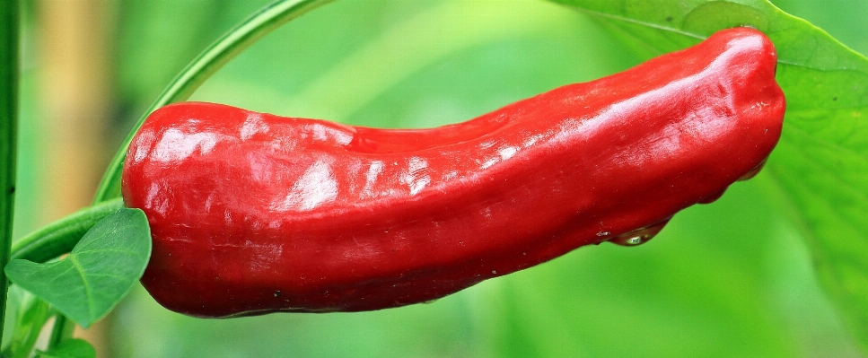 Nature sharp plant flower Photo