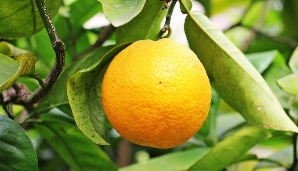 Albero natura pianta frutta