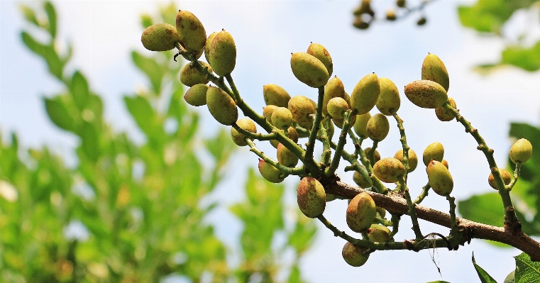 Tree nature branch blossom Photo