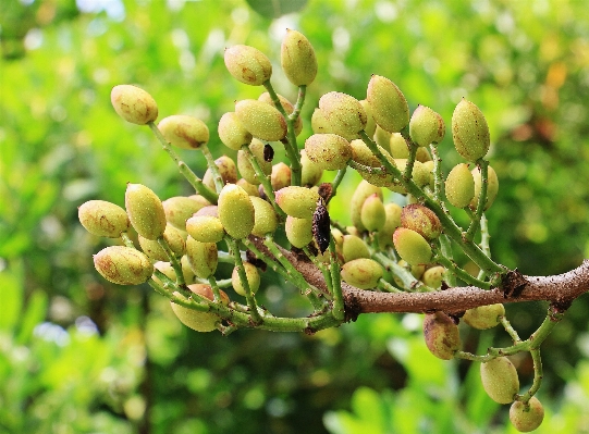 Tree nature branch plant Photo