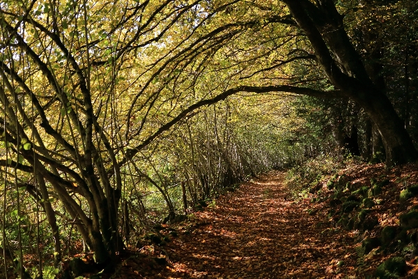 Tree nature forest branch Photo