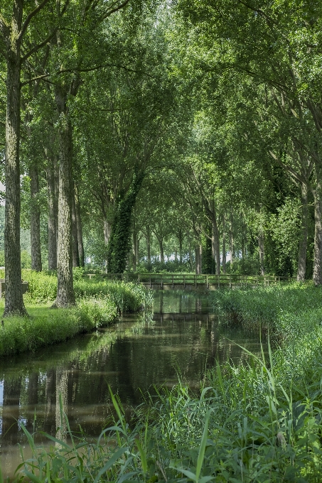 Drzewo natura las bagno