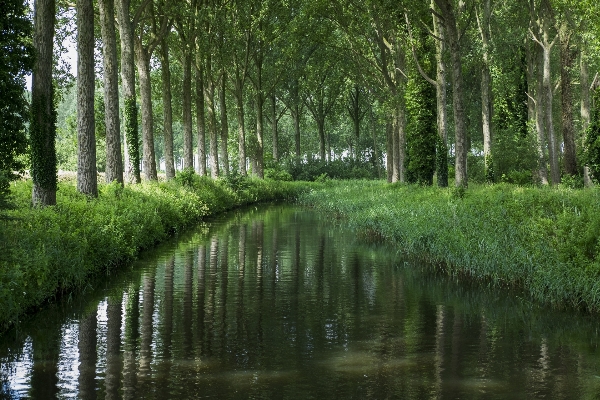 Foto Albero natura foresta palude
