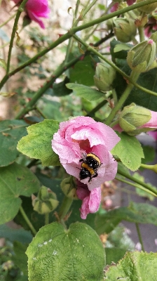 çiçek bitki taç yaprağı üretmek Fotoğraf