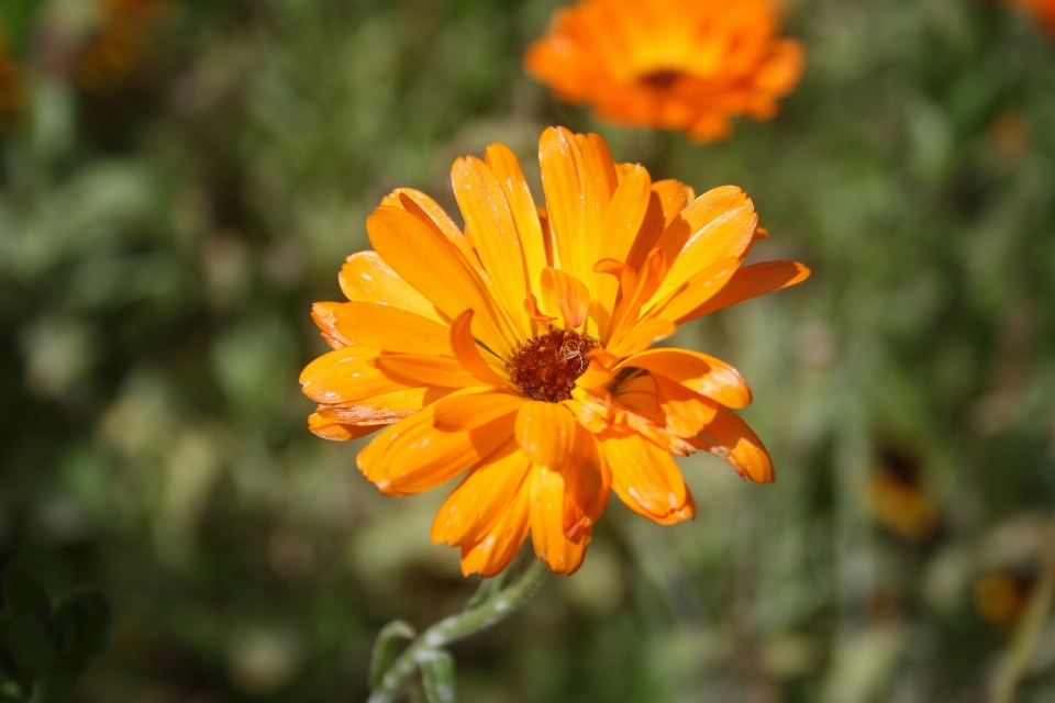 Nature fleurir usine prairie
