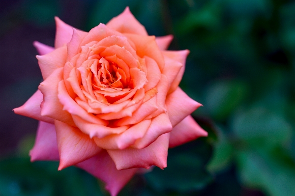 Landscape plant flower petal Photo