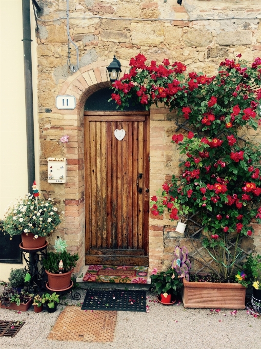 Pianta fiore finestra edificio