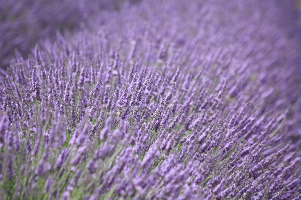 Foto Césped planta campo flor