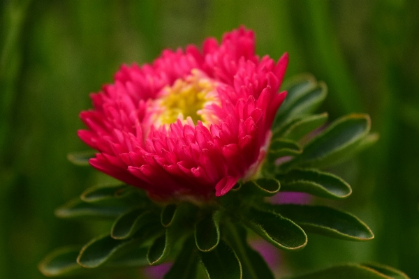 Blossom plant flower petal Photo