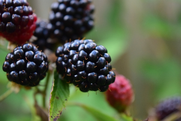 Nature plant fruit berry Photo