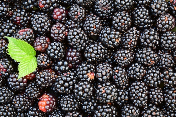 Anlage frucht beere dunkel Foto