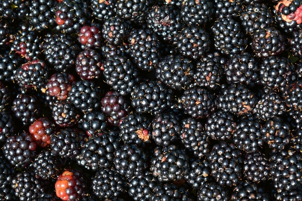 Anlage frucht beere dunkel Foto